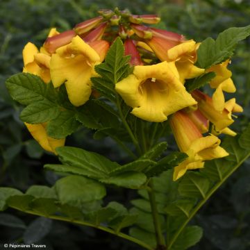 Tecoma capensis Tropical Twist - Cape honeysuckle