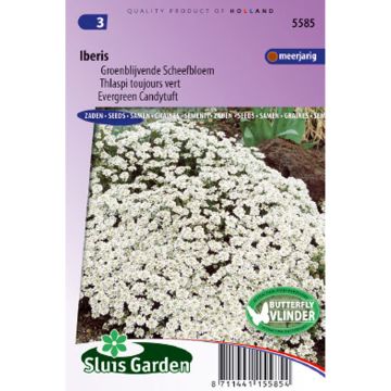 Evergreen candytuft Seeds - Iberis sempervirens