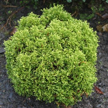 Thuja occidentalis Krasnal - Arborvitae