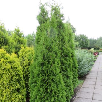 Thuja occidentalis King of Brabant - Eastern White Cedar