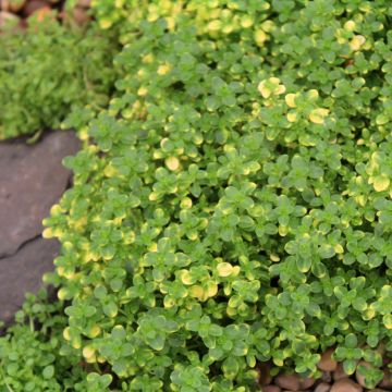 Thym hybride Doone Valley - Thymus (x) citriodorus