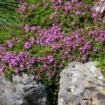 Thymus serpyllum Magic Carpet - Creeping thyme