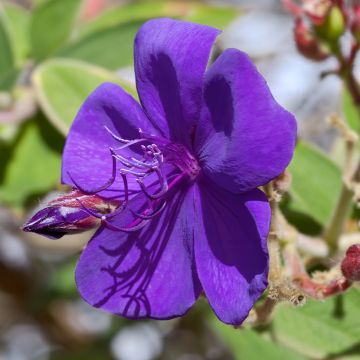 Tibouchina organensis Purple Moon - Glory bush