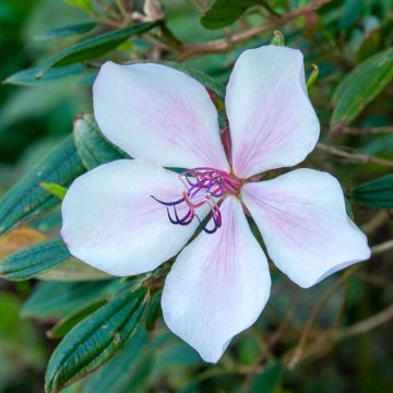 Tibouchina Peace Baby - Glory bush