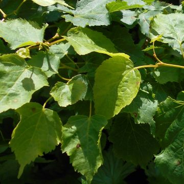 Tilia cordata Girard's Pendula Nana - Small-leaved Lime