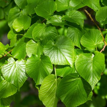 Tilia cordata Simone - Small-leaved Lime