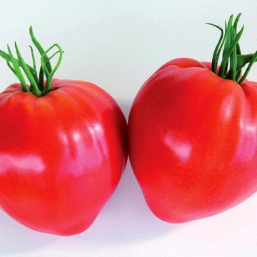 Tomato Cauralina F1 Plants