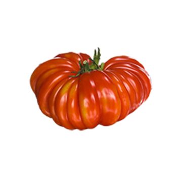 Tomate Delizia F1 - type Marmande