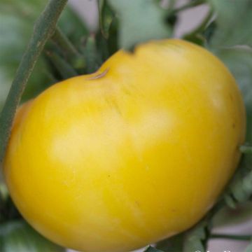 Great White Beefsteak Organic Tomato - Ferme de Sainte Marthe seeds