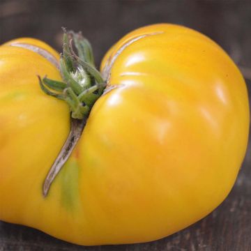 Tomate Huge Lemon Oxheart Bio - Ferme de Sainte Marthe