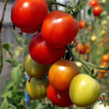 Tomate Karos Bio - Ferme de Sainte Marthe