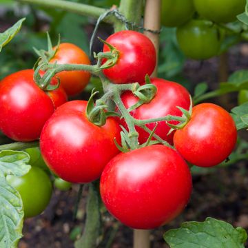 Tomato Moneymaker organic seeds