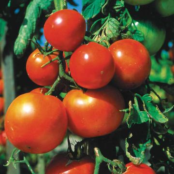 Tomate Pomme rouge Bio - Ferme de Sainte Marthe