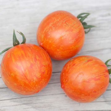 Red Zebra Organic Tomato - Ferme de Sainte Marthe seeds