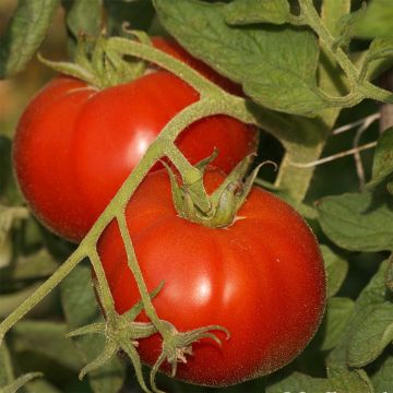 Tomate Saint Pierre Bio - Ferme de Sainte Marthe