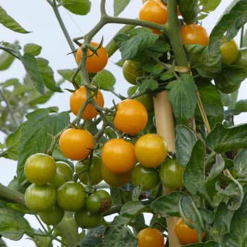 Tomato Star Gold F1 Plants