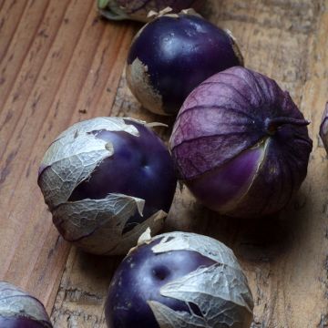 Tomatillo Violet AB - Ferme de Ste Marthe