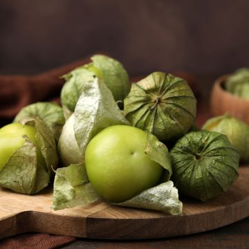 Mexican Tomatillo - Ferme de Sainte Marthe seeds