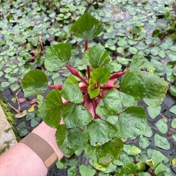 Plantain d'eau commun - Alisma plantago-aquatica