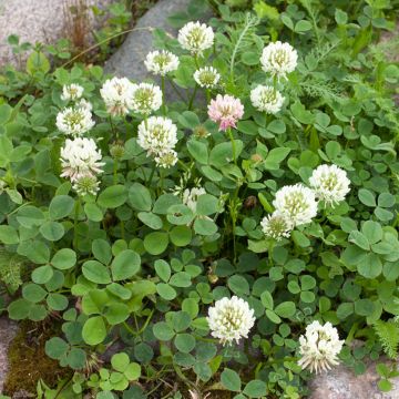 White Clover - Green Manure