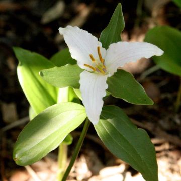 Trillium pusillum - Dwarf Trillium