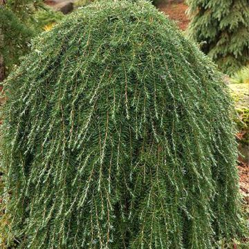 Tsuga heterophylla Thorsen's Weeping - Western Hemlock