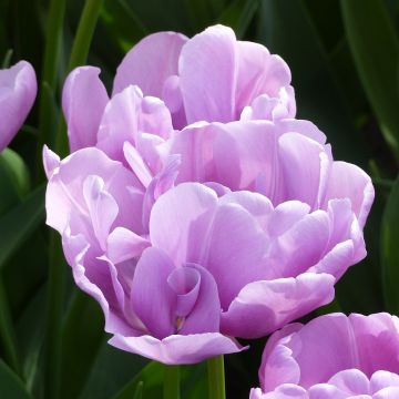 Tulipa Katinka- Double Early Tulip