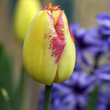 Tulipa 'Boston' (Triumph)