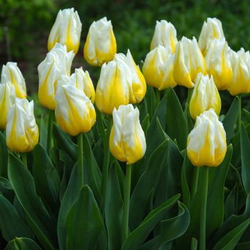 Tulipa Flaming Agrass - Triumph Tulip