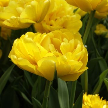 Tulipa Yellow Pompenette - Double late Tulip