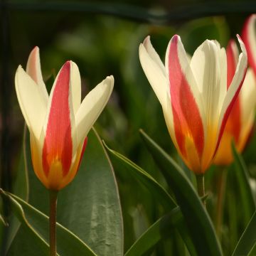 Tulipe botanique clusiana Cynthia - Tulipe des Dames