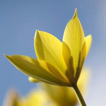 Tulipa clusiana 'Honky Tonk'