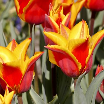 Tulipa Engadin