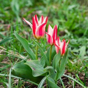 Tulipa greigii Pinocchio