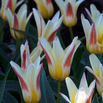 Tulipe Nénuphar Johann Strauss