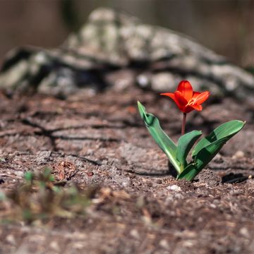 Tulipa kaufmanniana 'Show Winner'