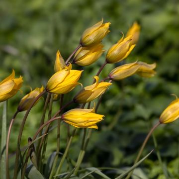 Tulipe Botanique sylvestris