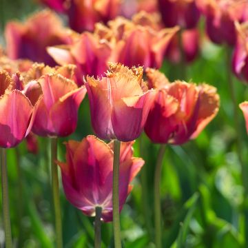 Tulipa crispa 'Louvre Orange'