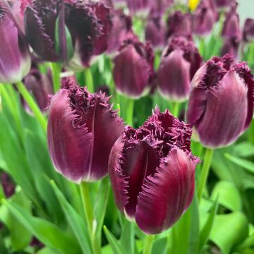 Tulipa Purple Crystal - Fringed Tulip