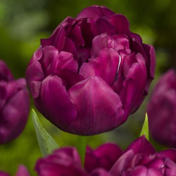 Tulipa Alison Bradley- Double Early Tulip