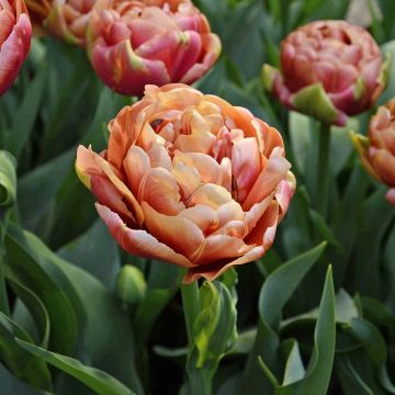 Tulipa Verona Sunrise- Double Early Tulip