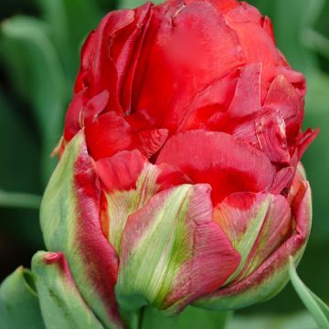 Tulipa Ice cream Strawberry - Double late Tulip