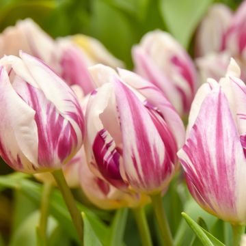 Tulipa Flaming Prince - Early simple Tulip