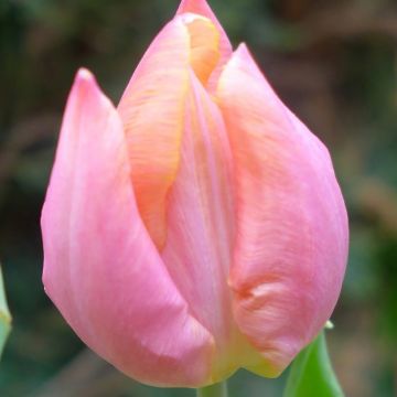 Tulipa Salmon Prince - Early single Tulip