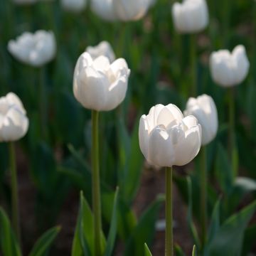 Tulipa Angel's Wish- Simple late Tulip