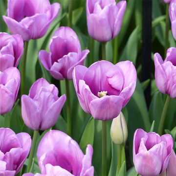 Tulipa Violet Beauty