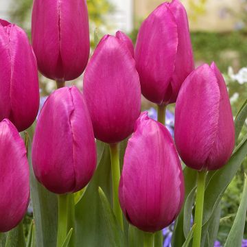 Tulipa Yosemite - Early simple Tulip