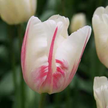 Tulipa 'Gander's Overture'