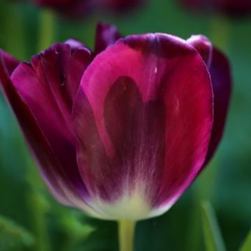 Tulipa 'Kansas Proud'