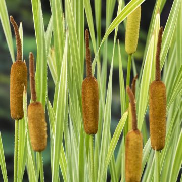 Typha latifolia, Massette